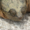 Oklahoma Wildlife : 