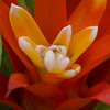 My Flowers : 
